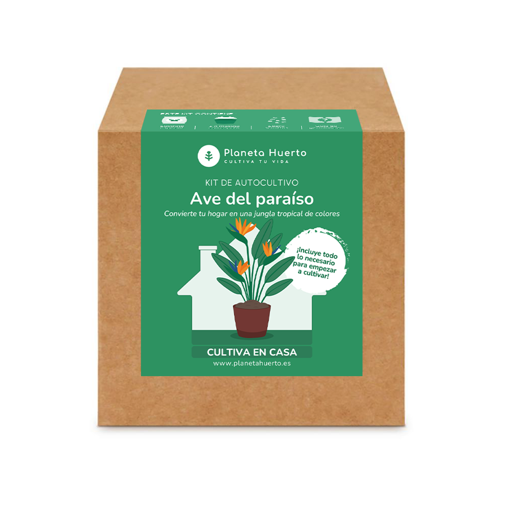 Kit de autocultivo Ave del paraíso Planeta Huerto