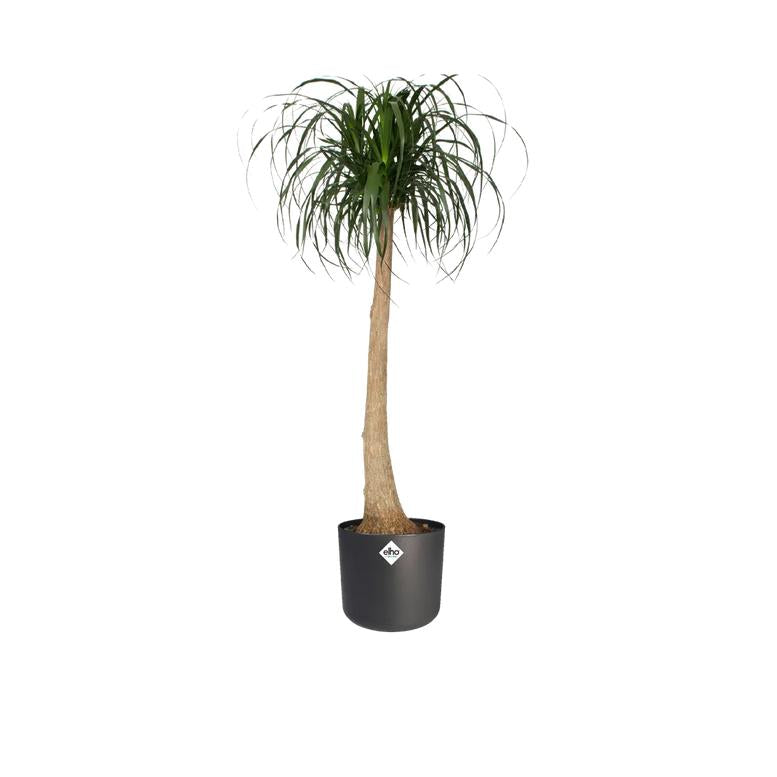 Macetero B.for Soft Round Elho Antracita 14 cm