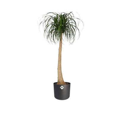 Macetero B.for Soft Round Elho Antracita 14 cm