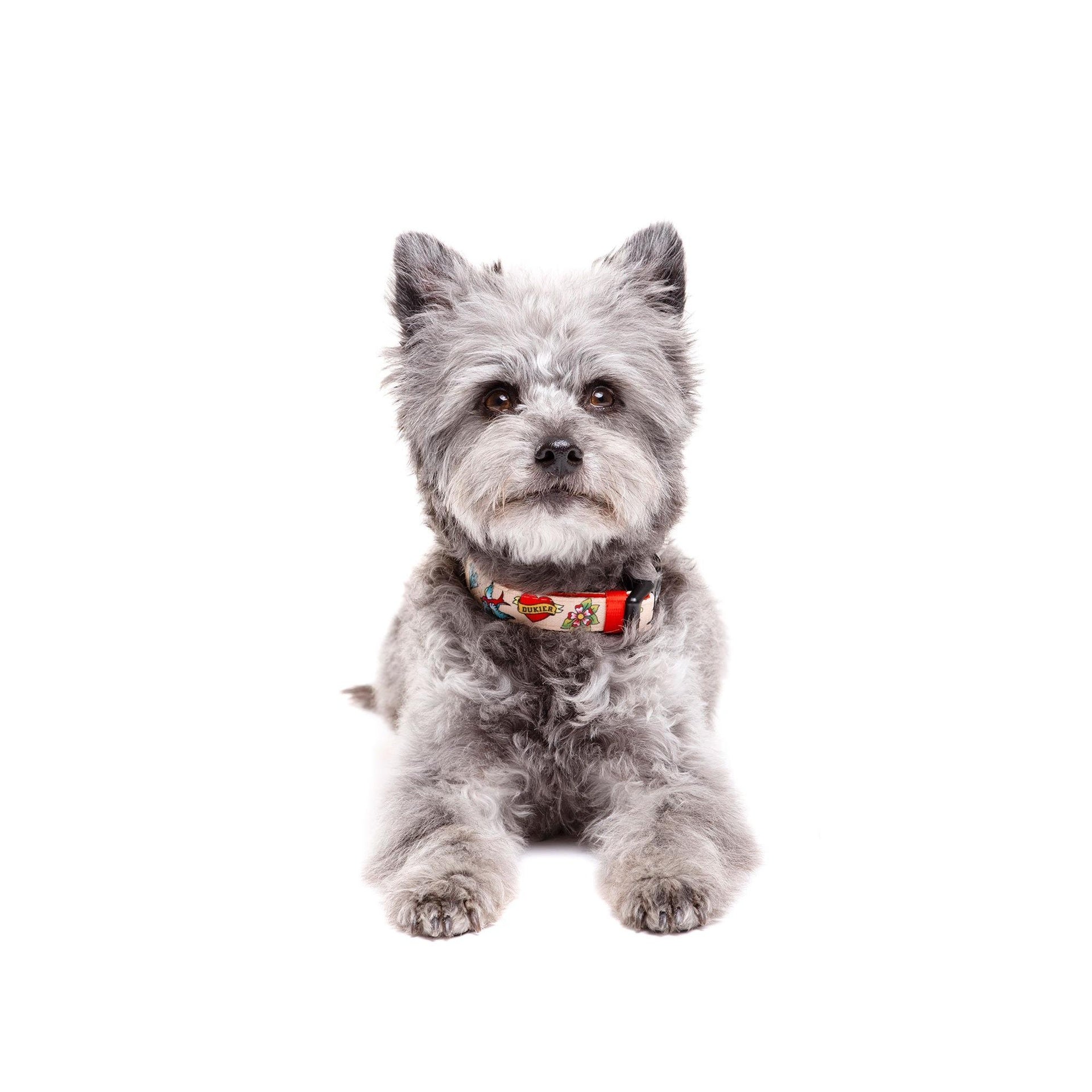Collar para perro Tattoo Dukier L