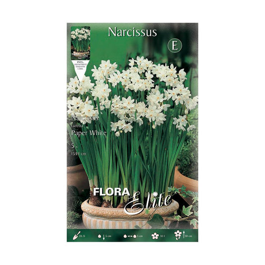Bulbos Narciso Tazeta paperwhite 5 uds