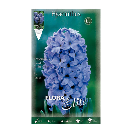 Bulbos Jacinto azul 3 uds