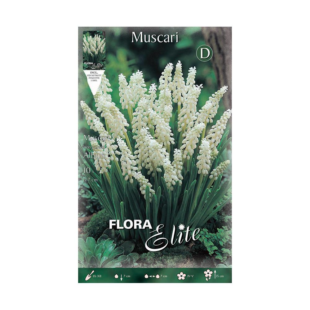 Bulbos Muscaris blanco 10 uds