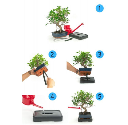 Sistema de auto riego para bonsáis 15 cm