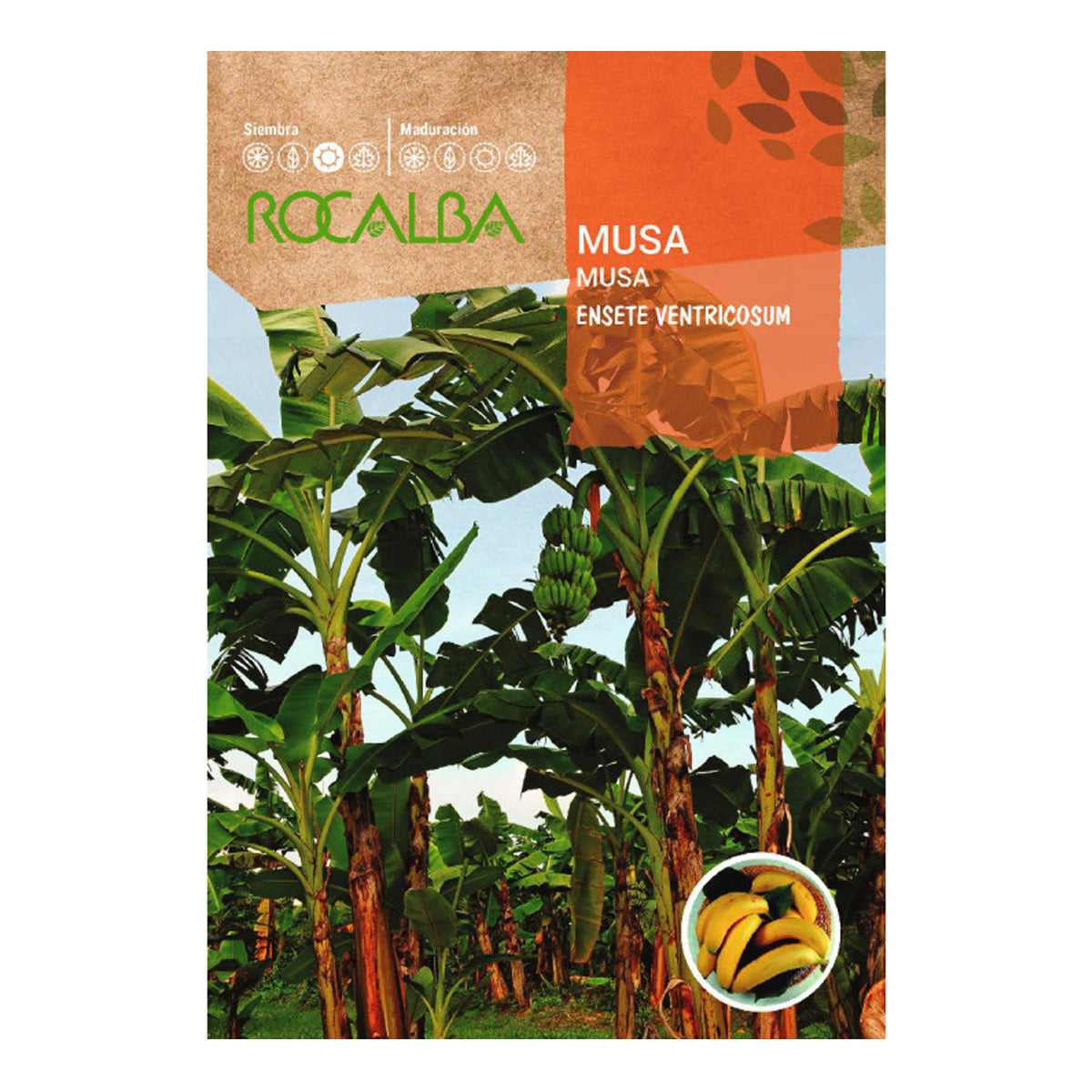 Semillas de platanera Musa, Rocalba